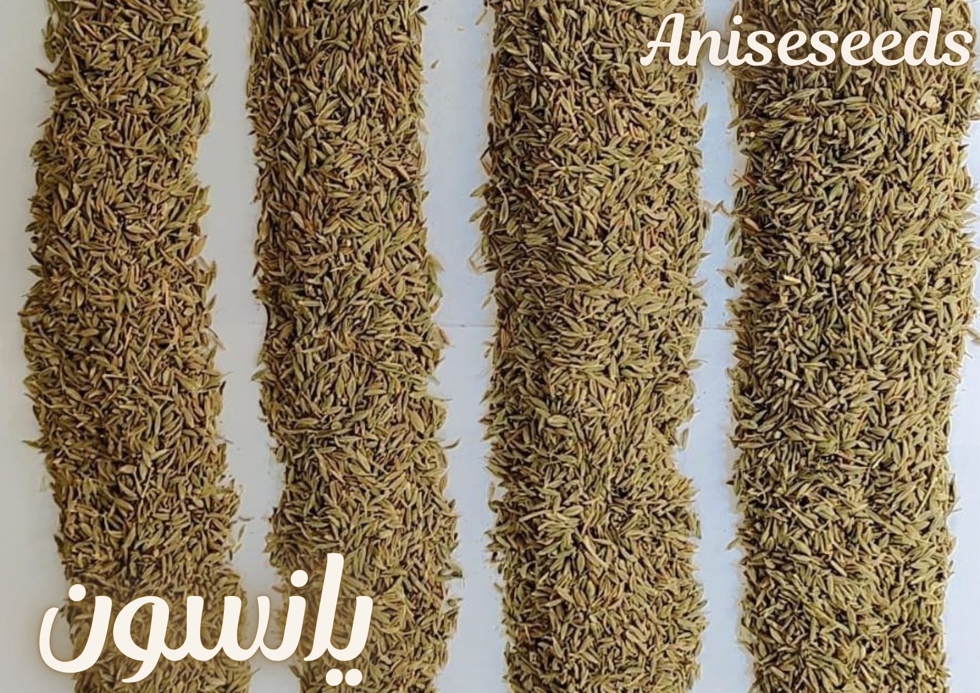 aniseseeds